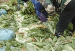 老坛酸菜最新爆料视频,最新爆料视频揭露惊人内幕